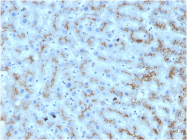 Apolipoprotein D/APOD Antibody in Immunohistochemistry (Paraffin) (IHC (P))