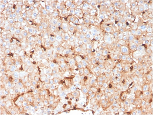 Apolipoprotein D/APOD Antibody in Immunohistochemistry (Paraffin) (IHC (P))