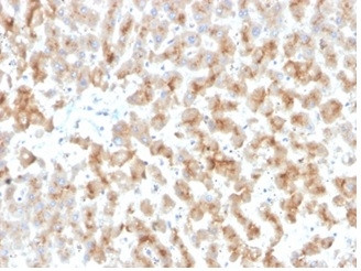 Apolipoprotein D/APO-D Antibody in Immunohistochemistry (Paraffin) (IHC (P))