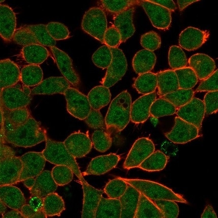 ZNF81/Zinc finger protein 81 (Transcription Factor) Antibody in Immunocytochemistry (ICC/IF)