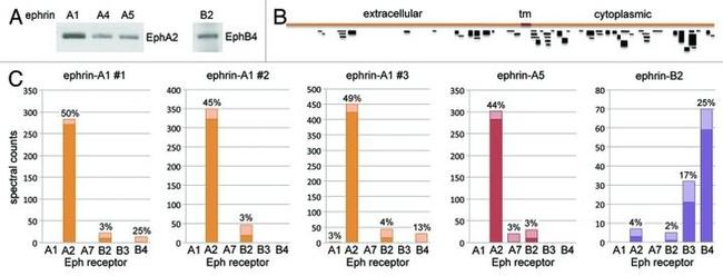 EphA4 Antibody in Western Blot (WB)