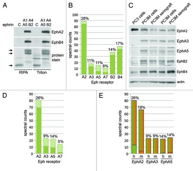 EphA4 Antibody in Western Blot (WB)