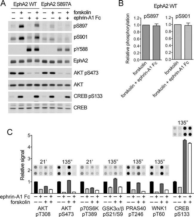 EphA2 Antibody in Western Blot (WB)