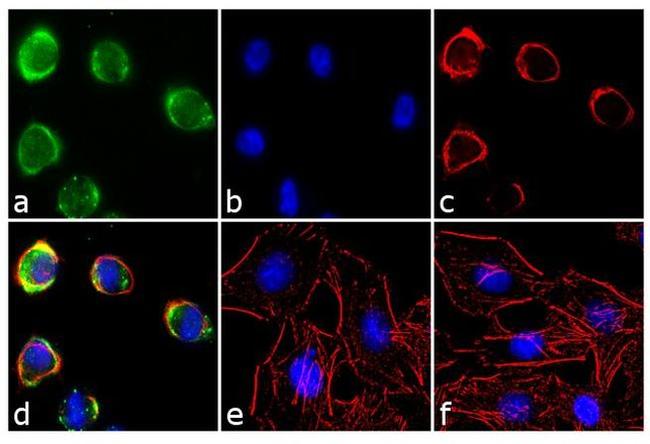 EphA2 Antibody