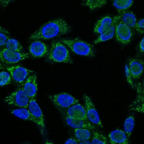 Insulin-like Growth Factor-1 (IGF-1) Antibody in Immunocytochemistry (ICC/IF)