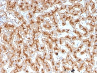 Apolipoprotein E/APOE Antibody in Immunohistochemistry (Paraffin) (IHC (P))