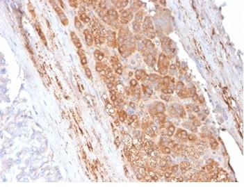 Apolipoprotein E/APOE Antibody in Immunohistochemistry (Paraffin) (IHC (P))