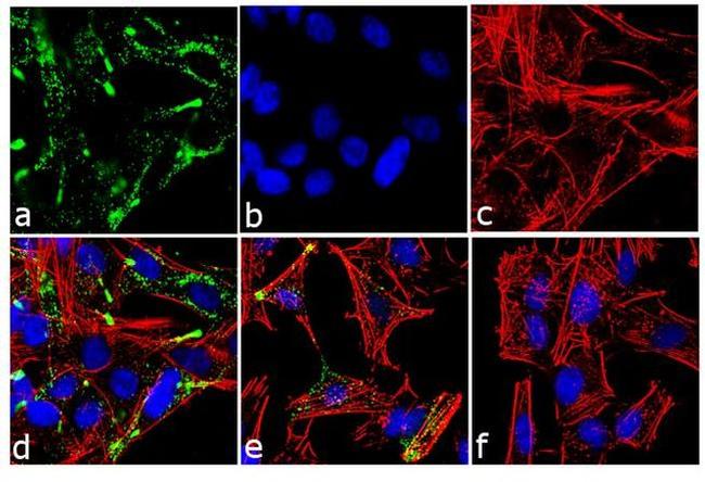 c-Kit Antibody