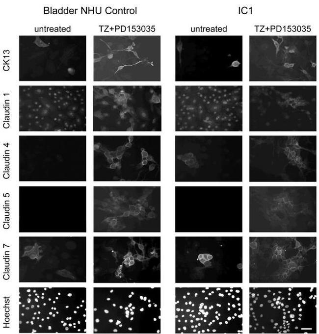 Claudin 7 Antibody in Immunocytochemistry (ICC/IF)