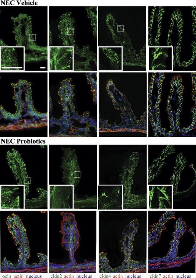 Occludin Antibody in Immunohistochemistry (IHC)