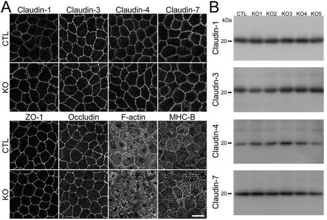 Claudin 7 Antibody in Western Blot, Immunocytochemistry (WB, ICC/IF)