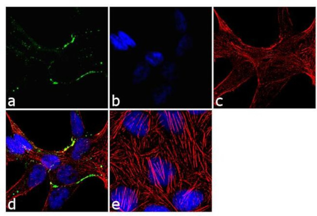 Claudin 7 Antibody in Immunocytochemistry (ICC/IF)