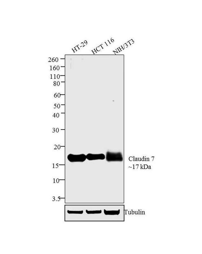 Claudin 7 Antibody in Western Blot (WB)