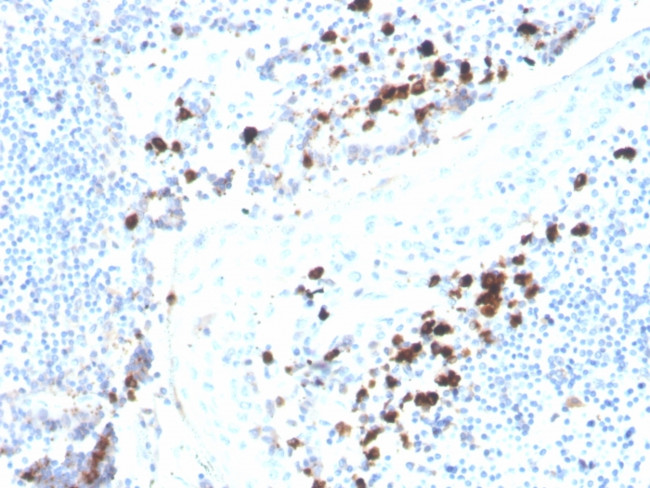 Immunoglobulin Alpha (IgA) Heavy Chain Antibody in Immunohistochemistry (Paraffin) (IHC (P))