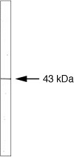 RAD51 Antibody in Western Blot (WB)