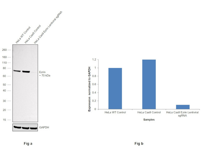 Ezrin Antibody