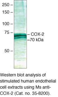 COX2 Antibody in Western Blot (WB)
