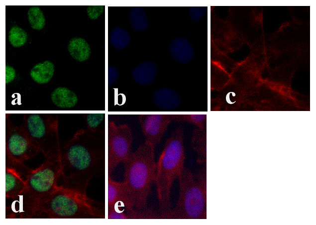 CREB Antibody in Immunocytochemistry (ICC/IF)