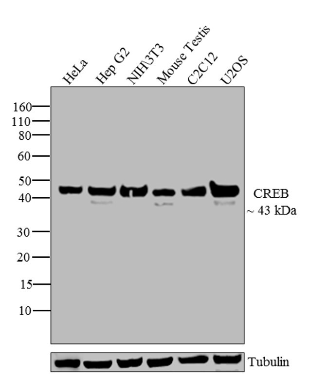 CREB Antibody in Western Blot (WB)