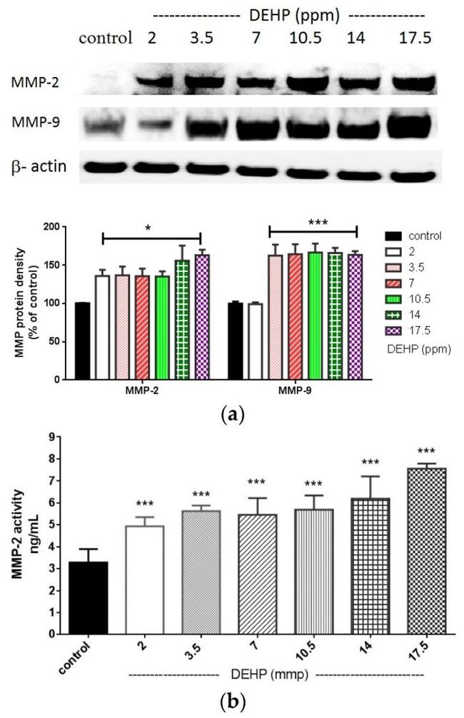 MMP2 Antibody in Western Blot (WB)