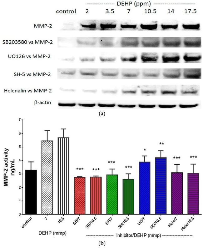 MMP2 Antibody in Western Blot (WB)