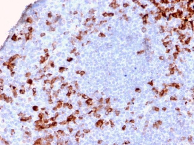 Kappa Light Chain/IGKC (B-Cell Marker) Antibody in Immunohistochemistry (Paraffin) (IHC (P))