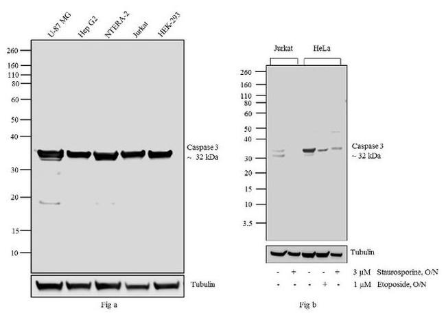 Caspase 3 Antibody in Western Blot (WB)