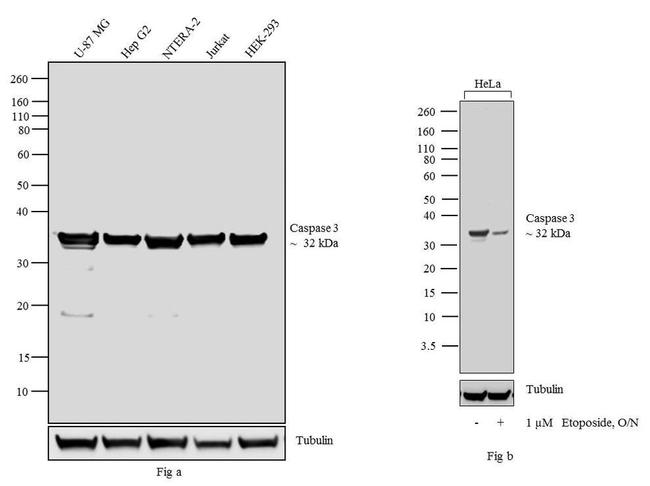 Caspase 3 Antibody in Western Blot (WB)