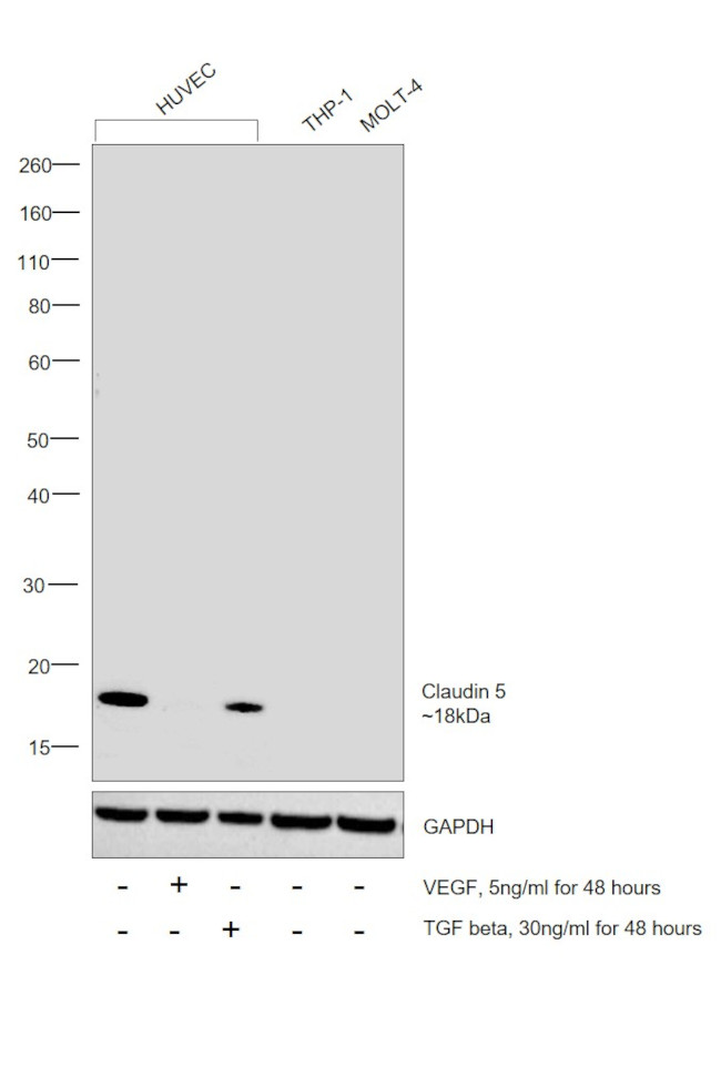 Claudin 5 Antibody
