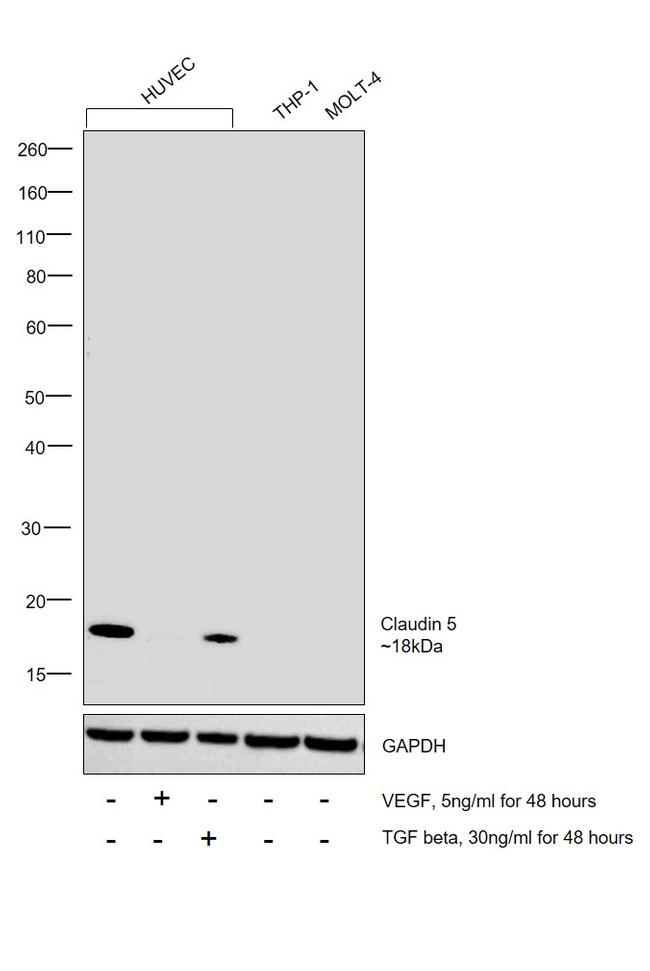 Claudin 5 Antibody in Western Blot (WB)