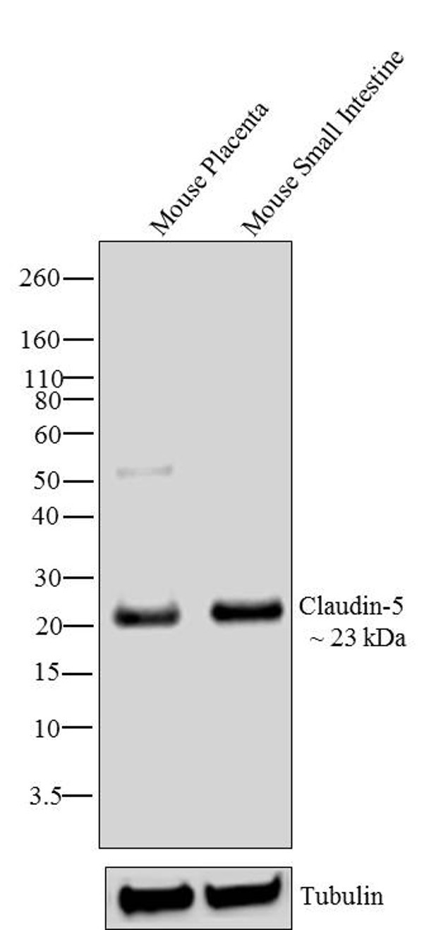 Claudin 5 Antibody in Western Blot (WB)