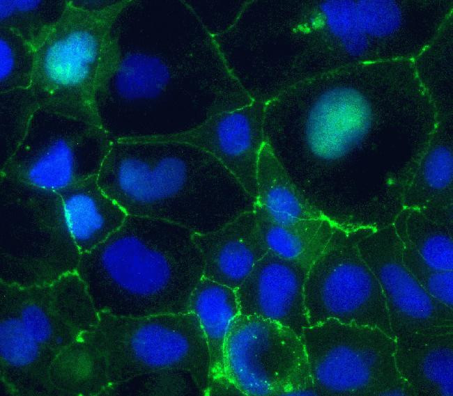 Claudin 5 Antibody in Immunocytochemistry (ICC/IF)