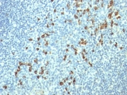 Lambda Light Chain (B-Cell Marker) Antibody in Immunohistochemistry (Paraffin) (IHC (P))