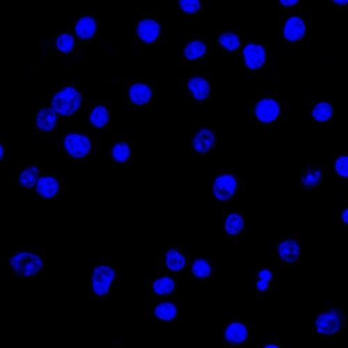 Lambda Light Chain (B-Cell Marker) Antibody in Immunocytochemistry (ICC/IF)