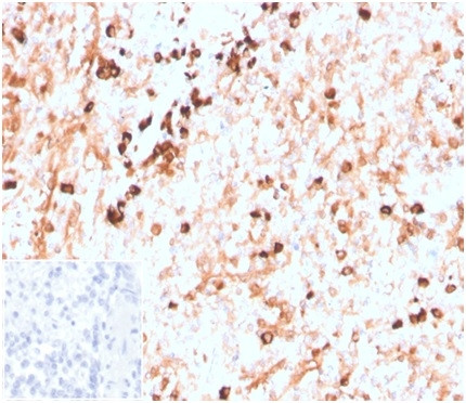 Lambda Light Chain (B-Cell Marker) Antibody in Immunohistochemistry (Paraffin) (IHC (P))