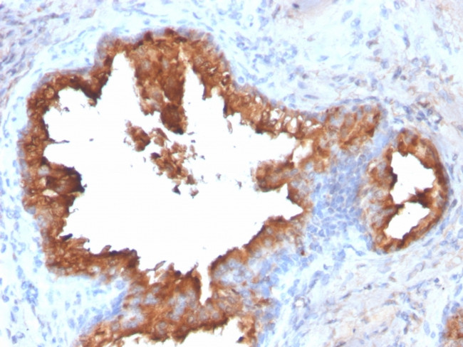 Prostate Specific Antigen (PSA) Antibody in Immunohistochemistry (Paraffin) (IHC (P))