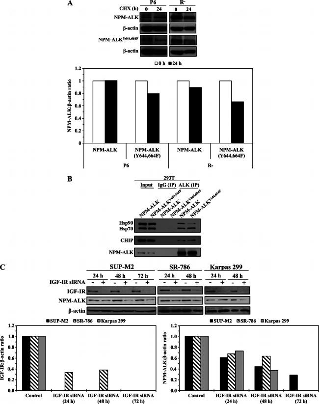 ALK Antibody in Western Blot (WB)