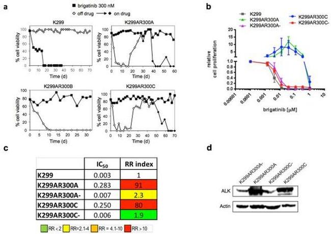 ALK Antibody in Western Blot (WB)