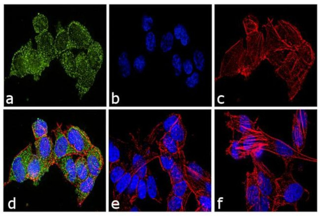 Ubiquilin 2 Antibody in Immunocytochemistry (ICC/IF)