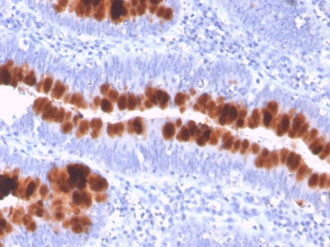 CD95/FAS/TNFRSF6 Antibody in Immunohistochemistry (Paraffin) (IHC (P))