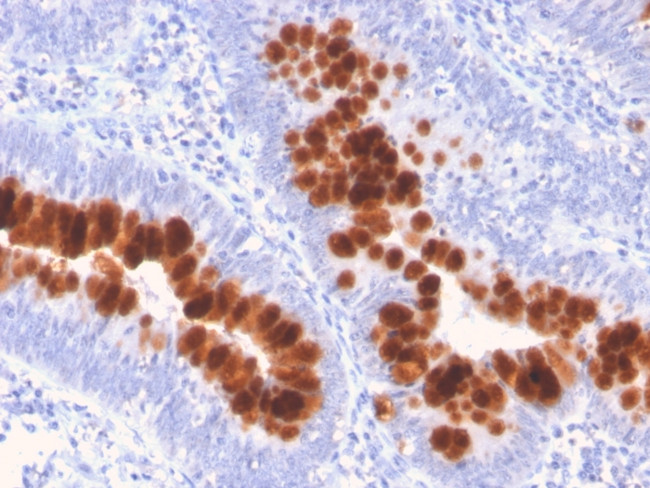 CD95/FAS/TNFRSF6 Antibody in Immunohistochemistry (Paraffin) (IHC (P))