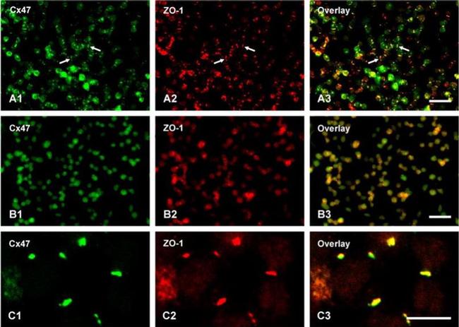 Connexin 43 Antibody in Immunohistochemistry (IHC)