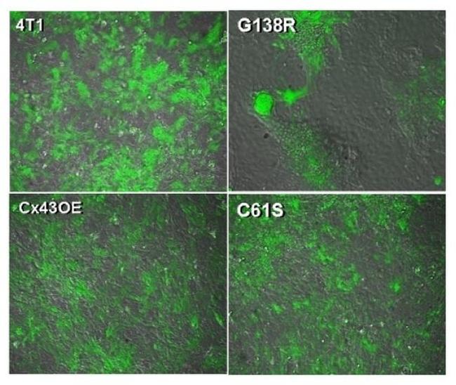 Connexin 43 Antibody in Immunocytochemistry (ICC/IF)