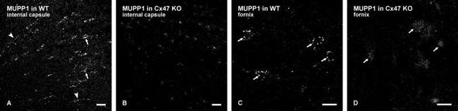 MUPP1 Antibody in Immunocytochemistry (ICC/IF)