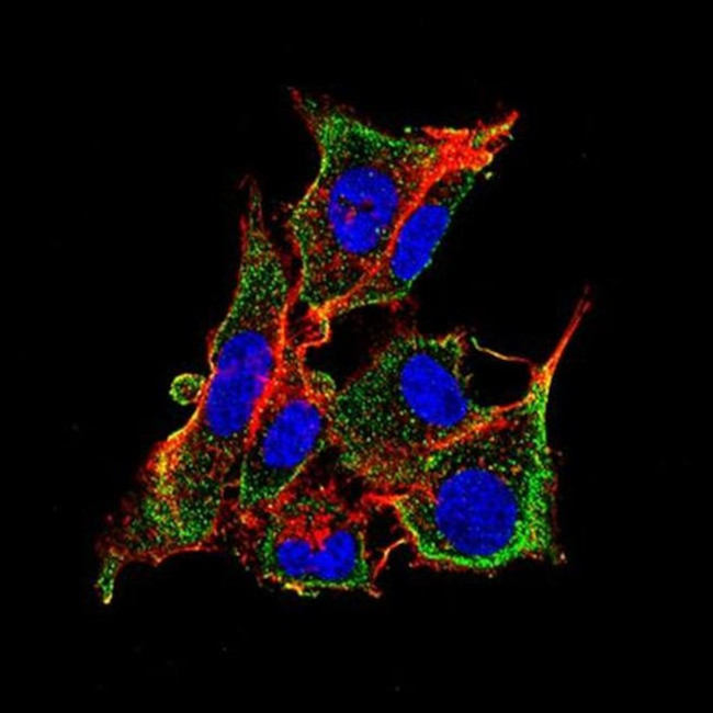 Mouse IgG (H+L) Secondary Antibody in Immunocytochemistry (ICC/IF)