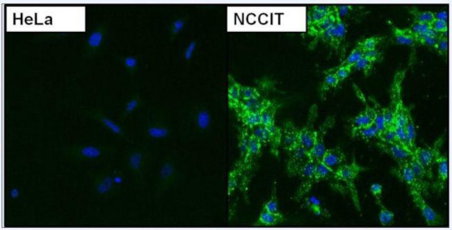 Mouse IgG (H+L) Cross-Adsorbed Secondary Antibody in Immunocytochemistry (ICC/IF)