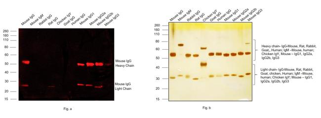 Mouse IgG (H+L) Cross-Adsorbed Secondary Antibody in Western Blot (WB)