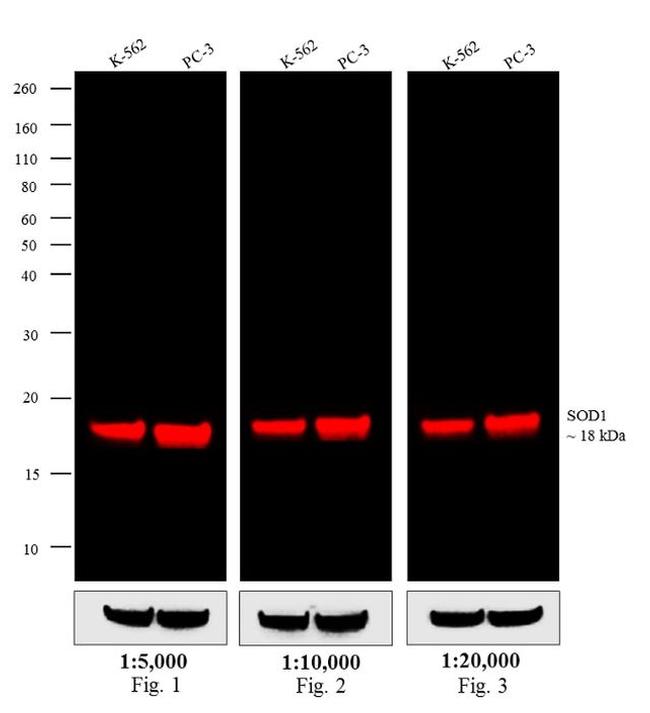 Mouse IgG (H+L) Secondary Antibody in Western Blot (WB)