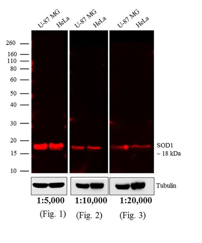 Mouse IgG (H+L) Cross-Adsorbed Secondary Antibody in Western Blot (WB)