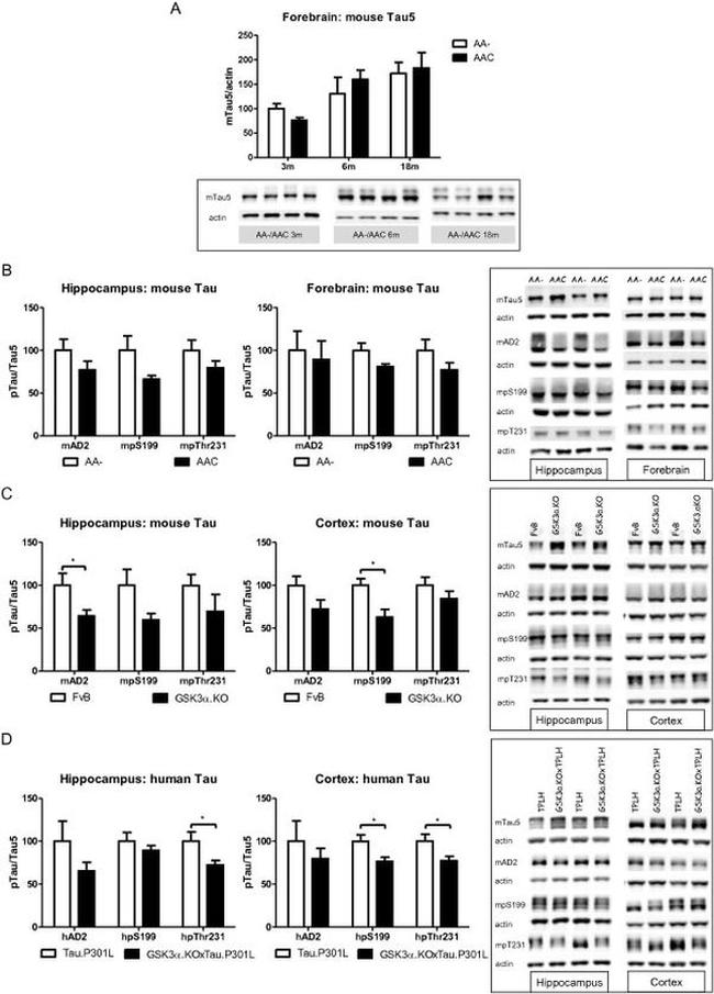 GSK3 alpha/beta Antibody in Western Blot (WB)